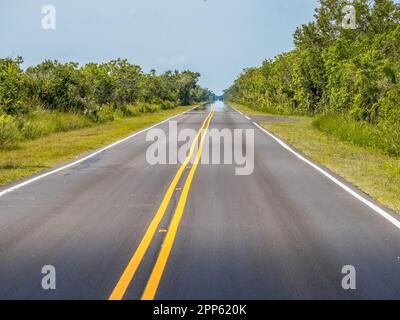 Main Park Road im Everglades-Nationalpark im Süden Floridas, USA Stockfoto