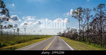 Main Park Road im Everglades-Nationalpark im Süden Floridas, USA Stockfoto