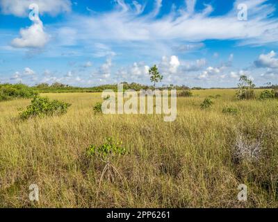 Sawgrass-Prärie im Gebiet Mahogany Hammock im Everglades-Nationalpark im Süden Floridas, USA Stockfoto
