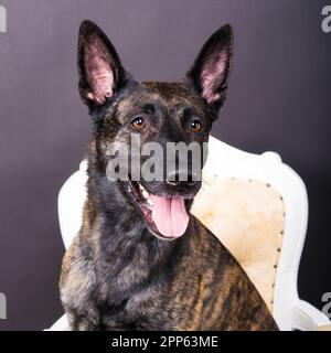 Holländischer Schäferhund sitzt auf dem Stuhl in einem Studio Stockfoto