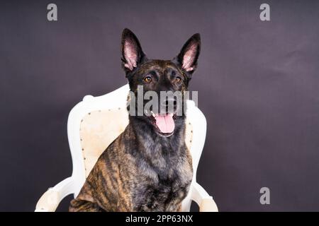 Holländischer Schäferhund sitzt auf dem Stuhl in einem Studio Stockfoto