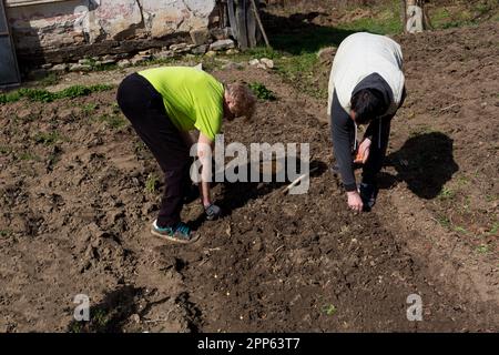 An einem sonnigen Frühlingstag Pflanzen ein Bauer und eine Bauerin Zwiebeln in einem Gartenbett. Sie setzen Samen in die zuvor angefertigten Löcher im Boden ein Stockfoto