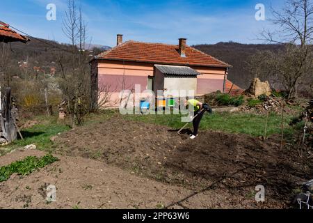 Ein ländlicher Garten hinter Häusern im Dorf und eine Frau mit einer Hacke, die an einem warmen Frühlingstag Kartoffeln pflanzt. Sie deckt die Kartoffeln ab Stockfoto