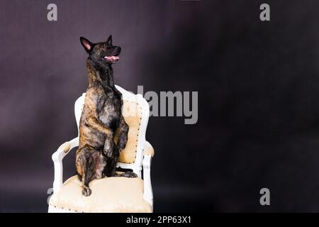 Holländischer Schäferhund sitzt auf dem Stuhl in einem Studio Stockfoto