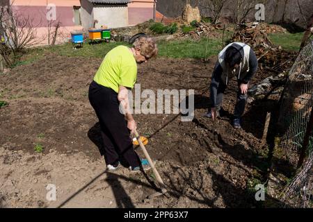 Eine Frau und ein Mann Pflanzen an einem Frühlingstag Zwiebeln im Garten. Der Mann macht Löcher in den Boden mit einem Werkzeug, während die Frau Unkraut hackt Stockfoto