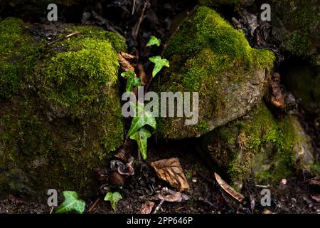 Zwei riesige Felsen bedeckt mit grünem Moos, zwischen denen an einem sonnigen Frühlingstag im Park ein Efeu wächst. Natürliches Hintergrundkonzept Stockfoto