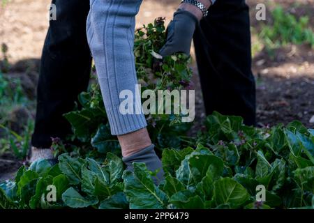 Nahaufnahme einer Frau, die an einem sonnigen Frühlingstag Schweizer Mangold im Garten jätet. Die Frau trägt Schutzhandschuhe Stockfoto