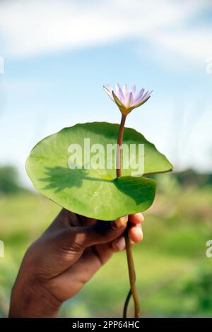 Lily in den Himmel zu halten. Nelumbo nucifera, auch bekannt als indischer Lotus, heiliger Lotus, indische Bohne, ägyptische Bohne oder einfach Lotus, Arten von Wassertieren Stockfoto