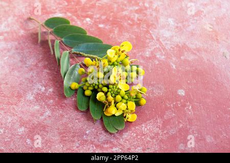 Thailändische Kupferblume auf Backsteinhintergrund mit weichem Schatten. (Wissenschaftliche Bezeichnung Senna siamea). Cassodbaum und thailändische Kupferhülse, auf weißem Hintergrund (SE Stockfoto