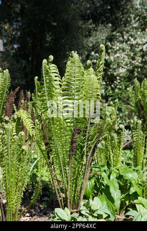 Frische neue Frühlingskörper und Kroketten von Shuttlecock oder Straußenfarn Matteuccia struthiopteris im britischen Garten April Stockfoto