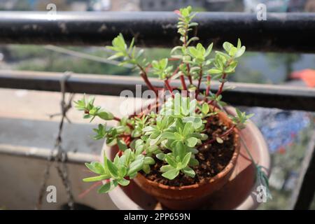 Portulaca grandiflora ( Moss-Rose purslane ) in My Garden , Februar 2023 Stockfoto