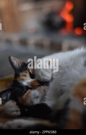 Eine majestätische Kalico-Katze, die sich auf dem Boden vor einem Kamin ruht und sich zufrieden in der Wärme des Feuers sonnt Stockfoto