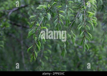 Cedrus deodara, die Deodar-Zeder im Frühling, die Himalaya-Zeder oder Deodar, ist eine im Himalaya heimische Zeder-Art. Stockfoto