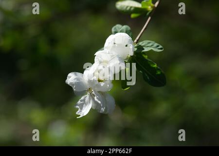 Weiße Frühlingsblumen von Pearl Bush Exochorda x Macrantha „die Braut“ im britischen Garten April Stockfoto