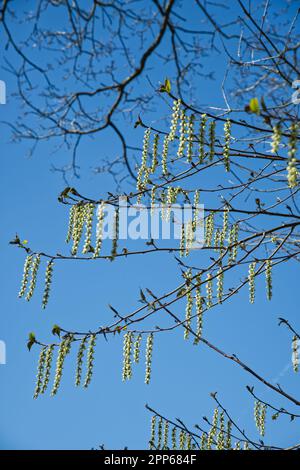 Frühlingsrazeme von blassgelben Blüten des chinesischen Stachyurus, Stachyurus chinensis „Celina“ im britischen Garten April Stockfoto