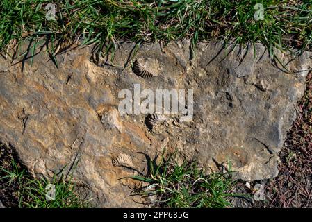 Nahaufnahme prähistorischer versteinerter Tierprägungen in Stein. Fossilien-Hintergrund Stockfoto