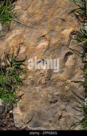 Nahaufnahme prähistorischer versteinerter Tierprägungen in Stein. Fossilien-Hintergrund Stockfoto