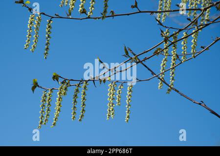 Frühlingsrazeme von blassgelben Blüten des chinesischen Stachyurus, Stachyurus chinensis „Celina“ im britischen Garten April Stockfoto