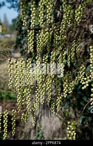 Frühlingsrazeme von blassgelben Blüten des chinesischen Stachyurus, Stachyurus chinensis „Celina“ im britischen Garten April Stockfoto