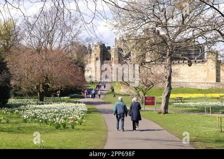 Alnwick Castle Northumberland; ein großes mittelalterliches Schloss aus dem 12. Jahrhundert. Besucher in den Schlossgärten an einem sonnigen Frühlingstag; Alnwick Northumberland UK Stockfoto