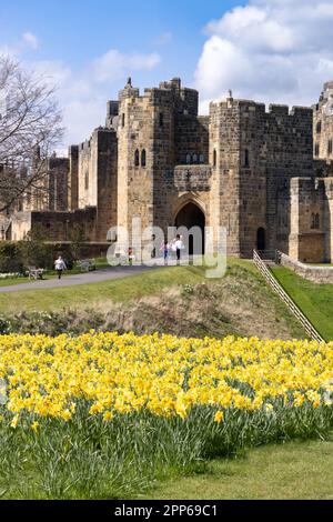 Alnwick Castle Northumberland; ein großes mittelalterliches Schloss aus dem 12. Jahrhundert. Blumen in den Schlossgärten an einem sonnigen Frühlingstag; Alnwick Northumberland UK Stockfoto