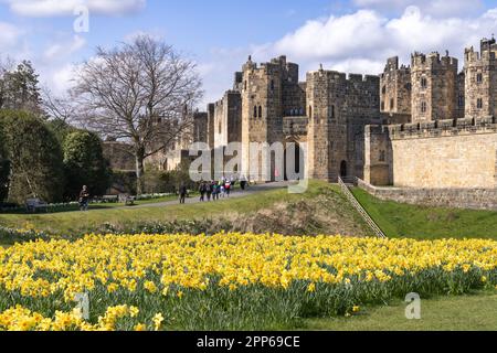 Alnwick Castle Northumberland; ein großes mittelalterliches Schloss aus dem 12. Jahrhundert. Blumen in den Schlossgärten an einem sonnigen Frühlingstag; Alnwick Northumberland UK Stockfoto