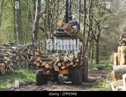 Holzfällmaschine bei der Arbeit Holzstapel in den Chiltern Hills in England Stockfoto