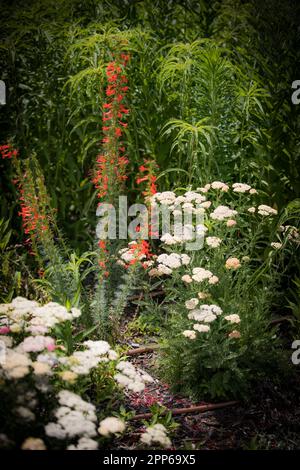 Eine vertikale Aufnahme einer lebendigen Wiese mit einer vielfältigen Auswahl an farbenfrohen Wildblumen Stockfoto