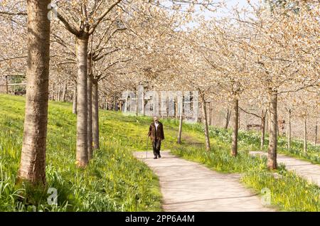 Die Kirschblüte im Frühling wird von Menschen genossen; die Kirschplantage Taihaku, der Alnwick-Garten, Alnwick, Northumberland UK Stockfoto