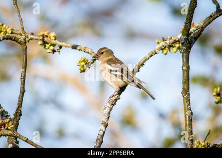 Schaffinch weiblich (Fringilla coelebs) Stockfoto