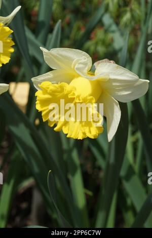 Verschiedene Arten von Narzissen, weiße Narzissen mit gelben Stempeln draußen auf einer Wiese. Gelbe Frühlingsblumen Stockfoto