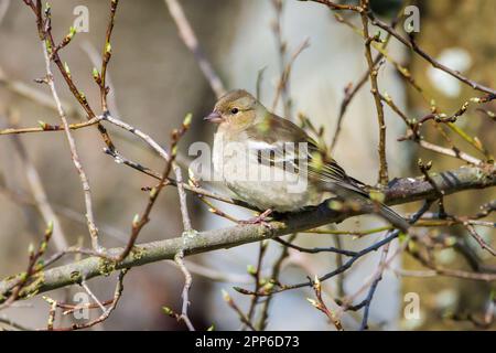 Schaffinch weiblich (Fringilla coelebs) Stockfoto