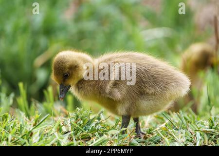 Niedliche süße Baby-Gans Gosling sitzt auf grünem Gras in einem Park und isst mit einem wunderschönen, bunten Grün, sanft verschwommenen Hintergrund Stockfoto