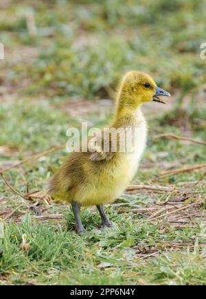 Niedliche süße Baby-Gans Gosling sitzt auf grünem Gras in einem Park und isst mit einem wunderschönen, bunten Grün, sanft verschwommenen Hintergrund Stockfoto