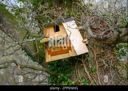 Schlecht errichtete hölzerne Eulennestkiste in einem großen Baum am Rande eines Feldes. Stockfoto