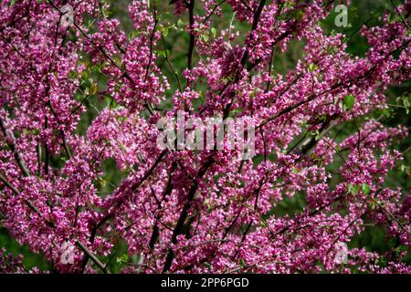 Die blühende Rothaut mit rosa Blüten auf den Zweigen. Cercis canadensis. Stockfoto
