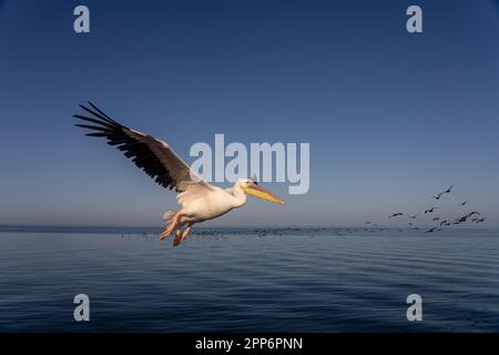 GROSSER WEISSER PELIKAN in Walvis Bay Stockfoto