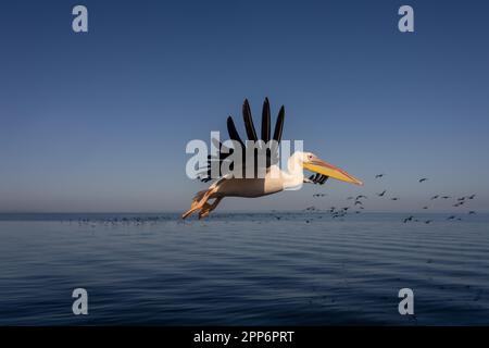 GROSSER WEISSER PELIKAN in Walvis Bay Stockfoto