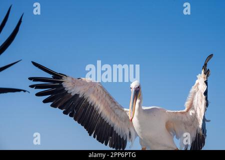 GROSSER WEISSER PELIKAN in Walvis Bay Stockfoto