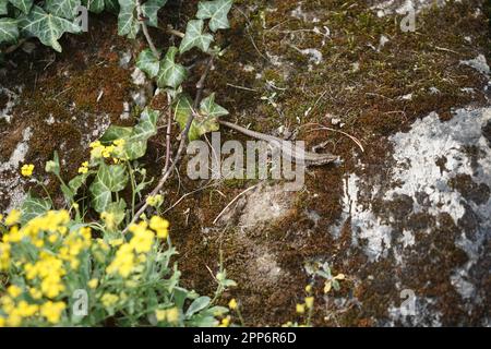 Eidechse an einer Wand, eine Eidechse im Frühling sonnt sich an einer Wand Stockfoto