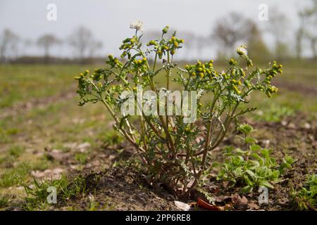 Senecio vulgaris, auch bekannt als Groundsel und Old-man-in-the-Spring, ein Gras mit gelben Blumen auf einem landwirtschaftlichen Feld Stockfoto