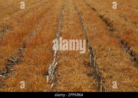 Die Wirkung von Glyphosat-Herbiziden auf Graskräuter, eine Zwischenfrucht, zwischen Maisstäbchen. Stockfoto