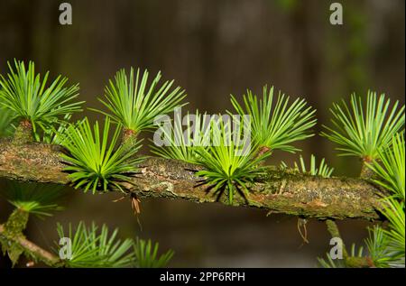 Verschlüsse frischer, nadelartiger Laub von Larch im Frühling Stockfoto