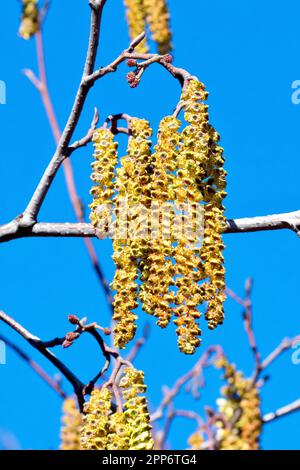 Erle (Alnus glutinosa), Nahaufnahme einer Gruppe männlicher Katzen mit den kleinen roten weiblichen Blüten über ihnen auf dem Ast, der gegen einen blauen Himmel geschossen wurde. Stockfoto