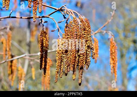 Erle (Alnus glutinosa), Nahaufnahme einer Gruppe männlicher Katzenvögel mit den kleinen roten weiblichen Blüten darüber auf dem Ast. Stockfoto