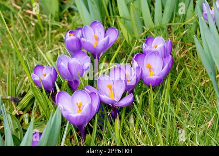 Crocus oder Krokusse (Crocus vernus), Nahaufnahme einer Gruppe lilafarbener Blumen, die zwischen den Narzissen in einem lokalen Park wachsen. Stockfoto