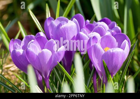 Crocus oder Crocuses (Crocus vernus), Nahaufnahme einer Gruppe von violetten Blüten, die aus einem niedrigen Winkel geschossen wurden. Stockfoto