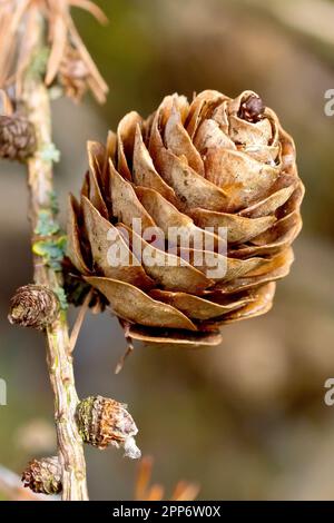 Europäische Larche (larix decidua), Nahaufnahme eines einzelnen reifen Konus des Nadelbaums, der im Frühjahr an einem Ast befestigt ist. Stockfoto