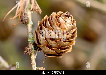 Europäische Larche (larix decidua), Nahaufnahme eines einzelnen reifen Konus des Nadelbaums, der im Frühjahr an einem Ast befestigt ist. Stockfoto