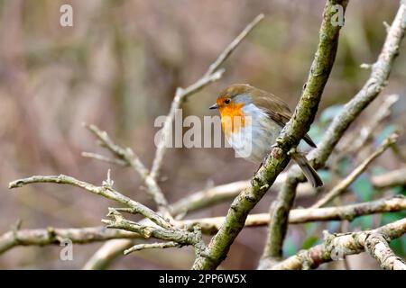 Robin (erithacus rubecula), Nahaufnahme eines einzelnen Exemplars des gemeinsamen Gartens und Waldvogels, der auf einem Ast eines Baumes hoch oben steht. Stockfoto